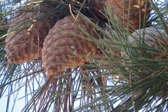 Pinus brutia
