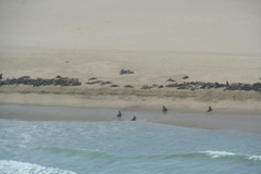 Arctocephalus pusillus pusillus