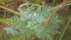 Artemisia messerschmidtiana