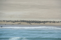 Arctocephalus pusillus pusillus