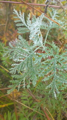 Artemisia messerschmidtiana