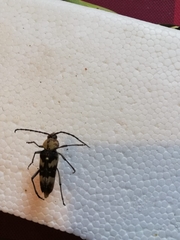 Megacyllene antennata