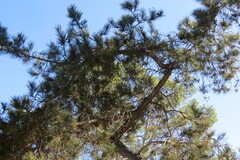 Pinus brutia