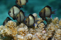 Dascyllus reticulatus