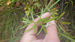 Leontopodium leontopodioides