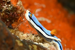 Chromodoris annae