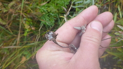 Leontopodium leontopodioides