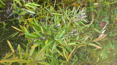 Leontopodium leontopodioides