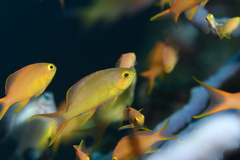 Pseudanthias huchtii