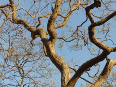 Dalbergia latifolia
