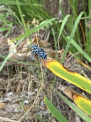 Chrysolopus spectabilis