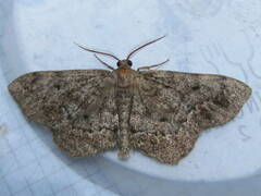 Hypagyrtis piniata