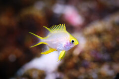 Amblyglyphidodon aureus