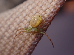 Diaea ambara