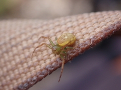 Diaea ambara