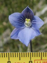 Thelymitra cyanea