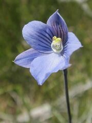 Thelymitra cyanea