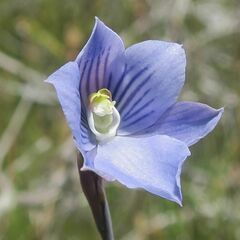Thelymitra cyanea