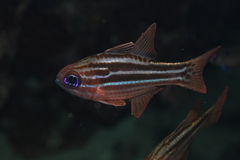 Ostorhinchus compressus