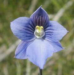 Thelymitra cyanea