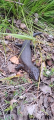 Egernia kingii