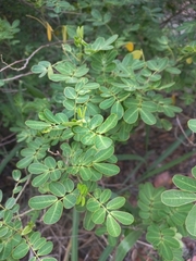 Senna pendula glabrata