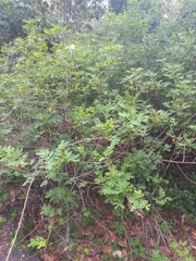 Senna pendula glabrata