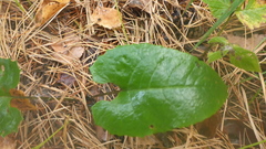 Saussurea controversa