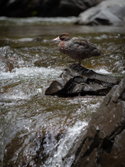 Hymenolaimus malacorhynchos