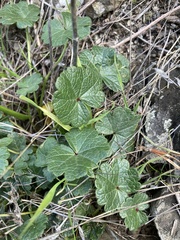 Sidalcea