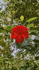 Hibiscus