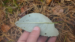 Saussurea controversa