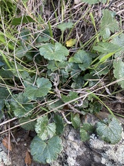 Sidalcea