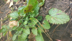 Dracocephalum nutans