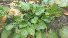 Dracocephalum nutans