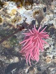 Okenia rosacea