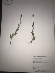 Eutrema edwardsii
