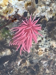 Okenia rosacea