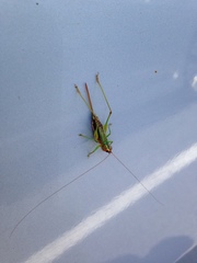 Conocephalus nigropleurum