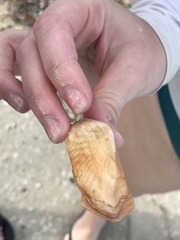 Arca