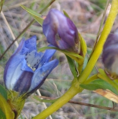 Gentiana sceptrum