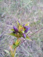 Gentiana sceptrum