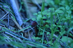 Marasmius plicatulus