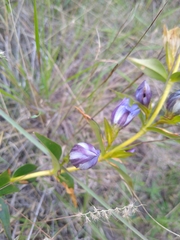 Gentiana sceptrum