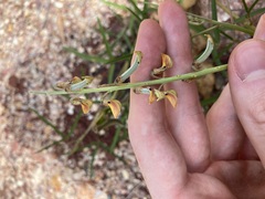 Crotalaria lanceolata