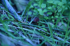 Marasmius plicatulus