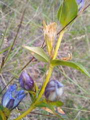 Gentiana sceptrum