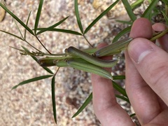 Crotalaria lanceolata