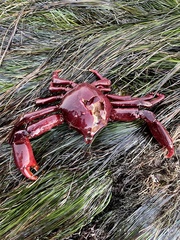 Taliepus nuttallii