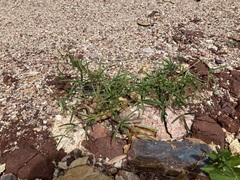 Crotalaria lanceolata